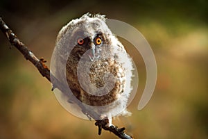 Portrait of a juv long-eared owl