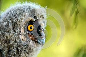 Portrait of a juv long-eared owl Asio otus