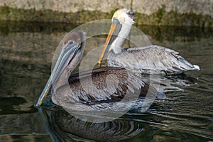 Portrait of a juvenile and adult Brown Pelican