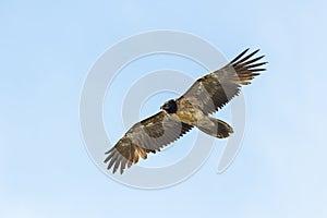 Portrait juvenile bearded vulture gypaetus barbatus flying blu