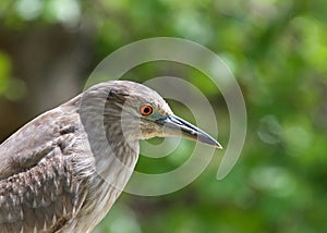 Portrait of a juvenile black crowned night heron