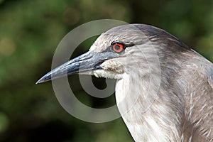 Portrait of a juvenile black crowned night heron