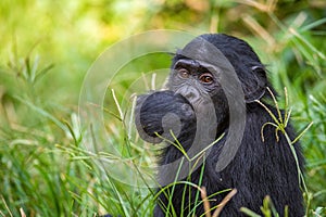 Portrait of juvenile Bonobo. Close up.