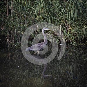 Portrait of a Juvenile Great Blue Heron Wading
