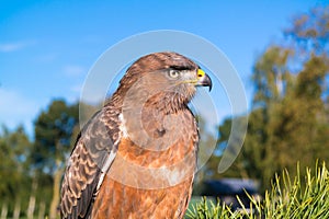 Portrait of juvenile jackall buzzard, Buteo rufofuscus, sitting photo