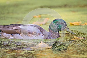 Portrait of a juvenile male mallard duck molting feathers in the floodplain of the Minnesota River in the Minnesota Valley Wildlif