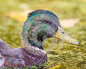 Portrait of a juvenile male mallard duck molting feathers in the floodplain of the Minnesota River in the Minnesota Valley Wildlif