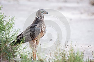 Portrait of juvenile Pale Chanting Goshawk