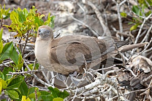 Portrait of juvenile red footed booby perched on branch