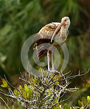 Juvenile White Ibis