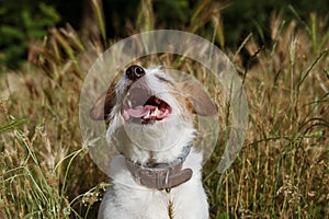 PORTRAIT K RUSSELL DOG WALKING AND PLAYING IN A SPIKE FIELD OR DANGEROUS GRASS SEEDS ON SUMMER OR SRPING SEASON