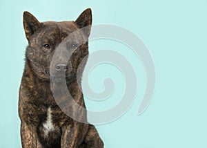 Portrait of a Kai Ken dog the national japanese breed looking at the camera on a blue background