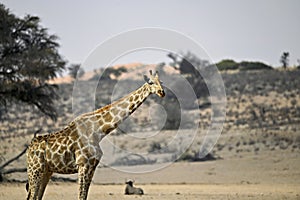 Portrait of a Kalahari giraffe.