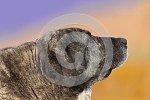 portrait of a kangal dog