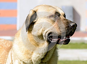 Kangal portrait. photo