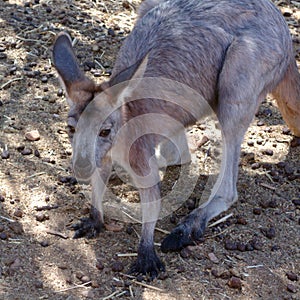 Portrait of a kangaroo