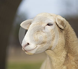 Portrait of a Katahdin sheep ewe