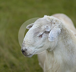 Portrait of a Katahdin sheep ram