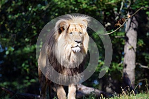 Portrait of Katanga Lion Close up  in Nature