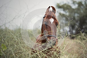 Portrait of Kathiawari stallion posing in natura place. India photo