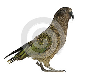Portrait of Kea, Nestor notabilis, a parrot