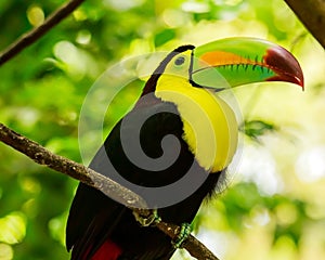 Portrait of Keel-billed Toucan bird