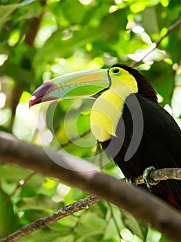 Portrait of Keel-billed Toucan bird