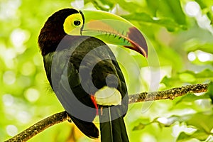 Portrait of Keel-billed Toucan bird