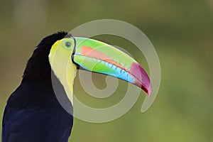 Portrait of a Keel Billed Toucan in Costa Rica