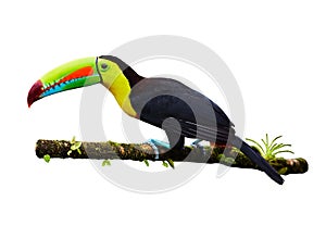 Portrait of Keel-billed Toucan & x28;Ramphastus sulfuratus& x29; perched on branch, isolated on white background photo