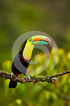 Portrait of Keel-billed Toucan Ramphastus sulfuratus perched o