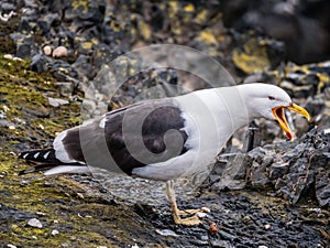 Portrait of kelp gull, Larus dominicanus, with open beak, Hannah