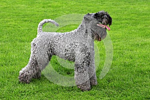 Portrait of Kerry Blue Terrier