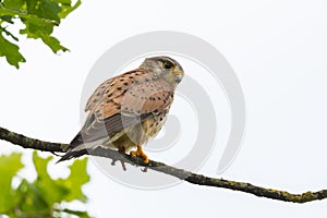 Portrait of kestrel falco tinnunculus sitting on tree branch