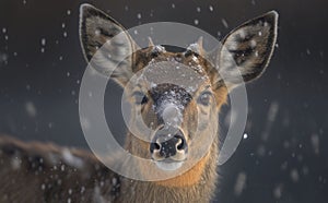 Portrait of a key deer standing in the snow, particles in the air, blurred tree background, generative AI