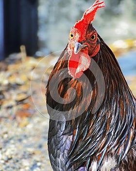 Portrait of a Key West Rooster