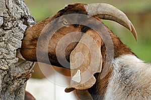 Portrait of kiko goat with horns