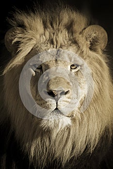 Portrait Of A King African Lion