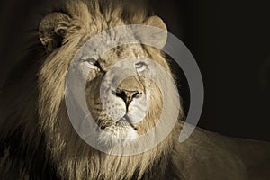 Portrait Of A King Male African Lion