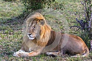 Portrait of king of Masai Mara. Rest on the grass. Kenya, Africa