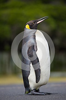 Portrait of a King Penguin in Cape Town, South Africa