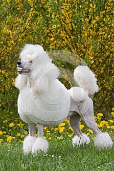Portrait of King size white poodle dog