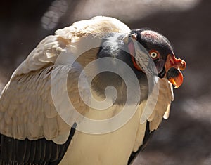 Portrait of king vulture