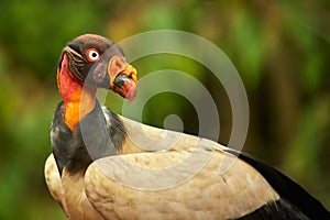 Portrait of King vulture, Sarcoramphus papa. Red head bird, forest in the background. Condors in tropic forest.