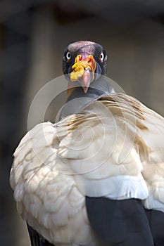 Portrait of a king vulture Sarcoramphus papa or Zopilote Rey photo