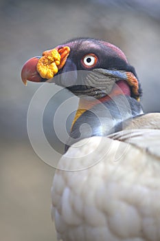 Portrait of a king vulture Sarcoramphus papa Zopilote Rey photo