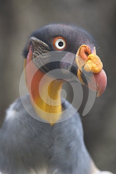 Portrait of a king vulture or Zopilote Rey photo
