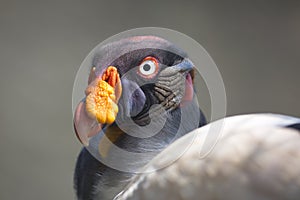 Portrait of a king vulture or Zopilote Rey photo