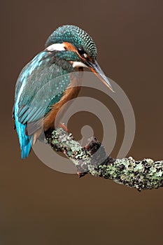 Portrait of a Kingfisher