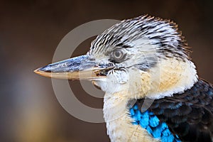 Portrait of kingfisher. Hunting blue-winged kookaburra, Dacelo leachii, perched and waiting for fish. Large bird with long beak